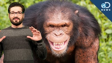 Researchers Created Mind Controlling Monkeys