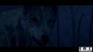 Wolf Totem 2015/ Pack of wolves acting as a team