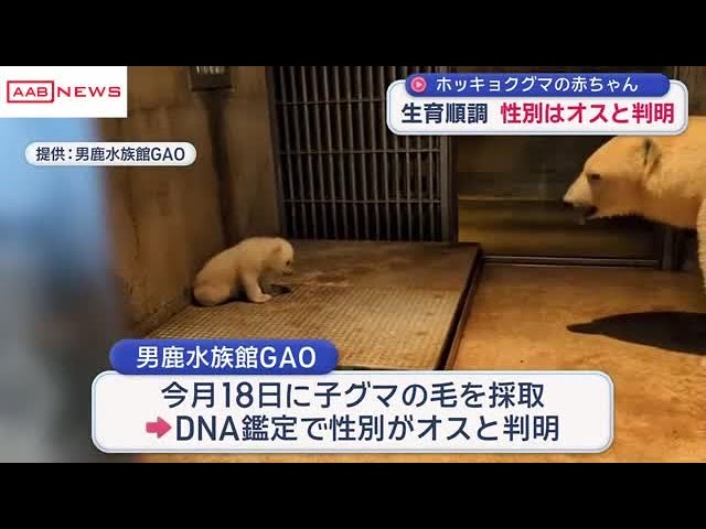 男鹿水族館GAOのホッキョクグマの赤ちゃん性別はオスと判明 水に