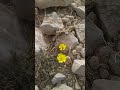 ازهر اكليل الجبل حبوب اللقاح ازهر اكليل الجبل حبوب اللقاح