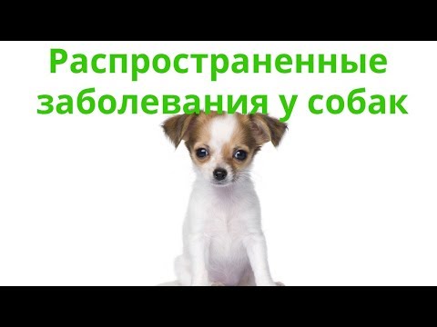 Наш форум собаки