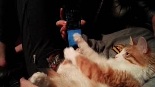 Smart cat with smart phone by Golden Look*LT - Kurilian bobtail cattery 69 views 7 years ago 14 seconds