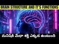 How human brain works | Structure and Function