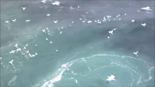 Close-up of gannets diving off Noss island, Shetland