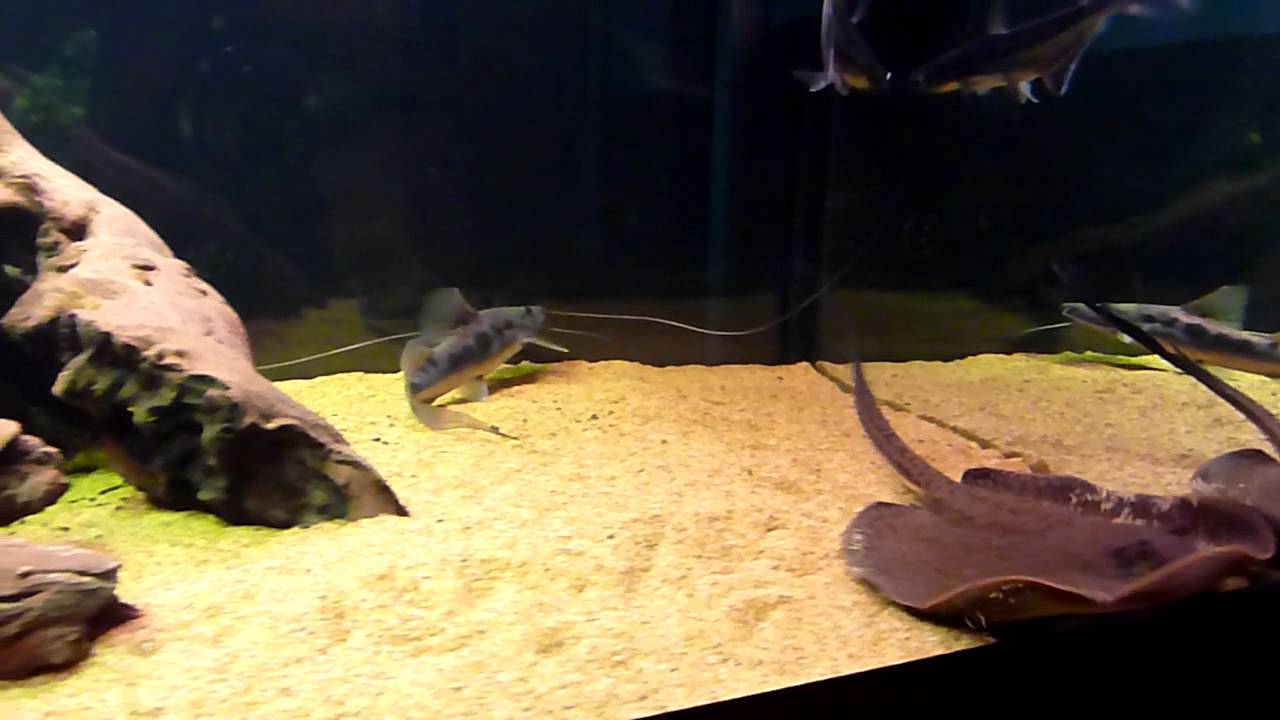 OLD JUWEL RIO 300 AQUARIUM SETUP STINGRAYS, BICHIR, BARBS, DAT