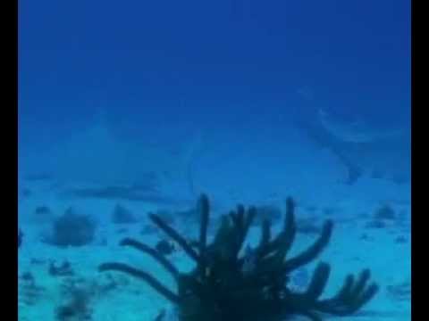 Bull Sharks - Jardines Deep - Playa Del Carmen, Me...