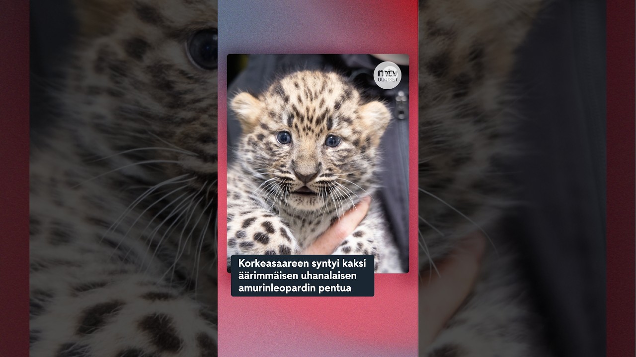 Korkeasaareen syntyi kaksi äärimmäisen uhanalaisen amurinleopardin pentua