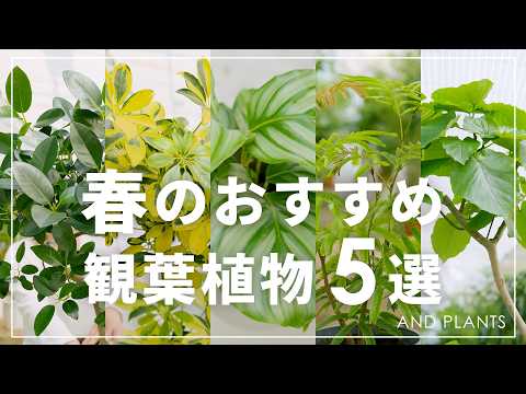5 Must-Have Houseplants for Spring | Green Plants You'll Want to Choose Because of Their Adorable...