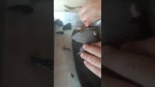 Хвост бобра жареный Хвост бобра жареный