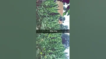جولة في المحصول قنب الهندي الكييف 