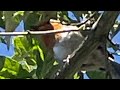 Five minutes of birdsong from a young robin