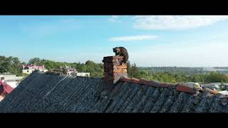 The Rac Walks Out Of The Chimney.......szop Pracz Wyprowadza Się Z Komina