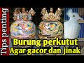 Burung perkutut agar gacor manggung dan jinak [ Tips penting ]