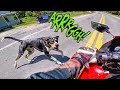 LOOK OUT!!! | ANIMALS VS BIKERS 2020