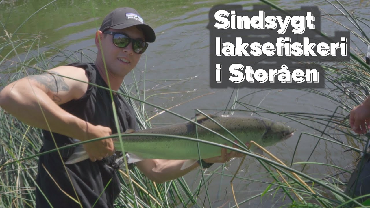 Sindsygt laksefiskeri i Storåen