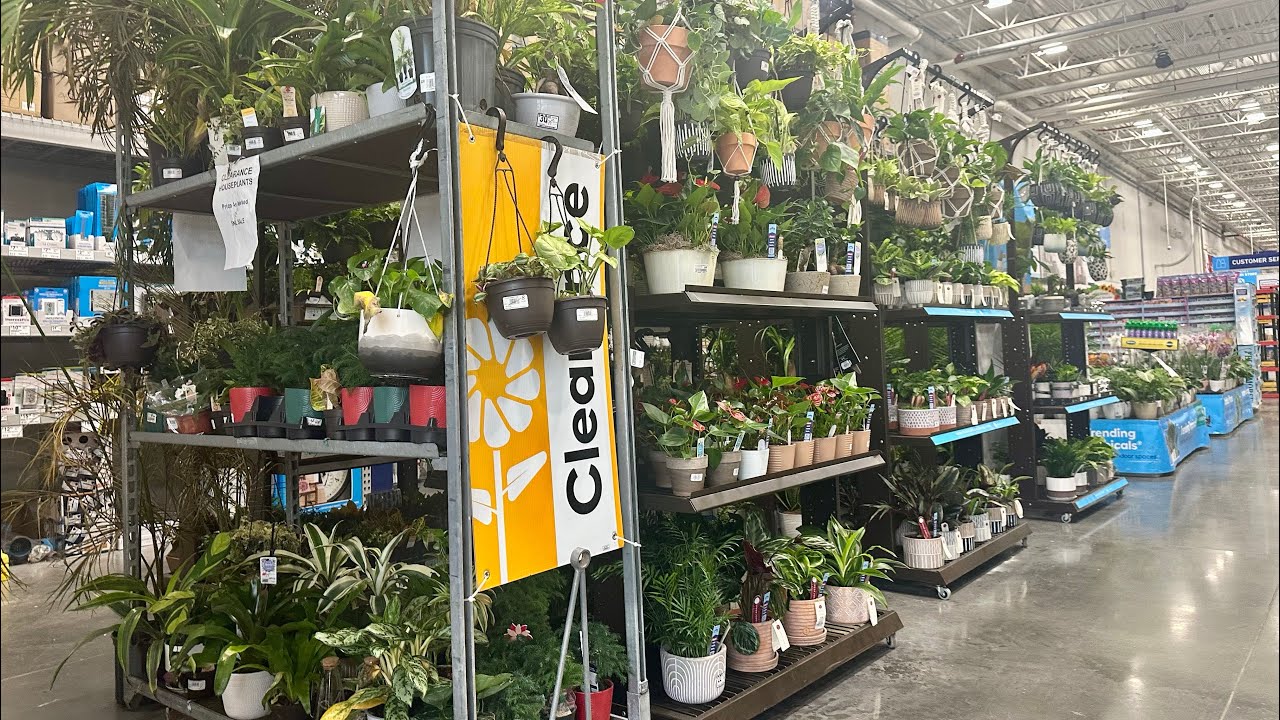 LOWES CLEARANCE HOUSEPLANTS AND GARDEN ACCESSORIES🤑PLANTS STARTING AT