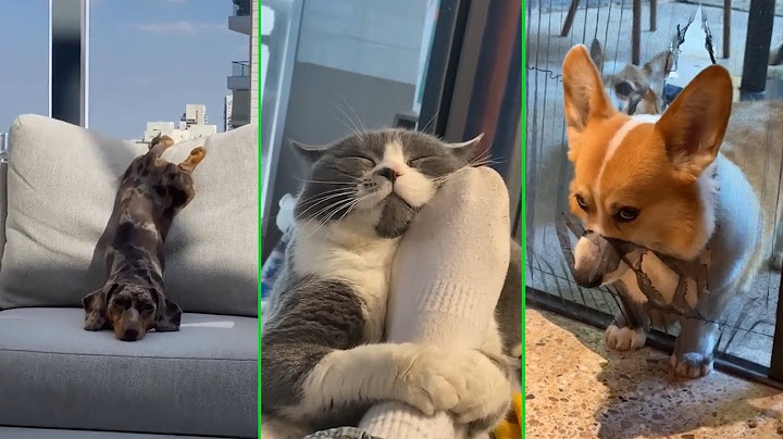Когда кот и пёс решили пошалить 🐾 Топ смешных моментов на видео 🐶🐱 Подборка приколов для настроен
