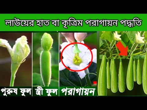 Sochli rus mushuklari fotosuratlari Yumshoq jinsiy aloqa pozitsiyalari