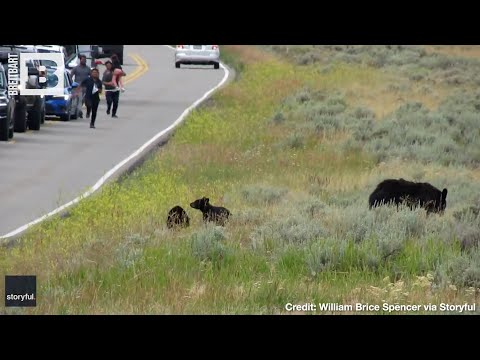 BEAR-Y STUPID MOVE!