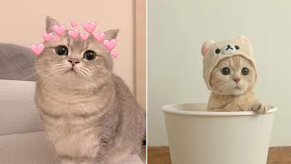 Cute Cats and Dogs Funny Video #231😂😂😂😂😂😂