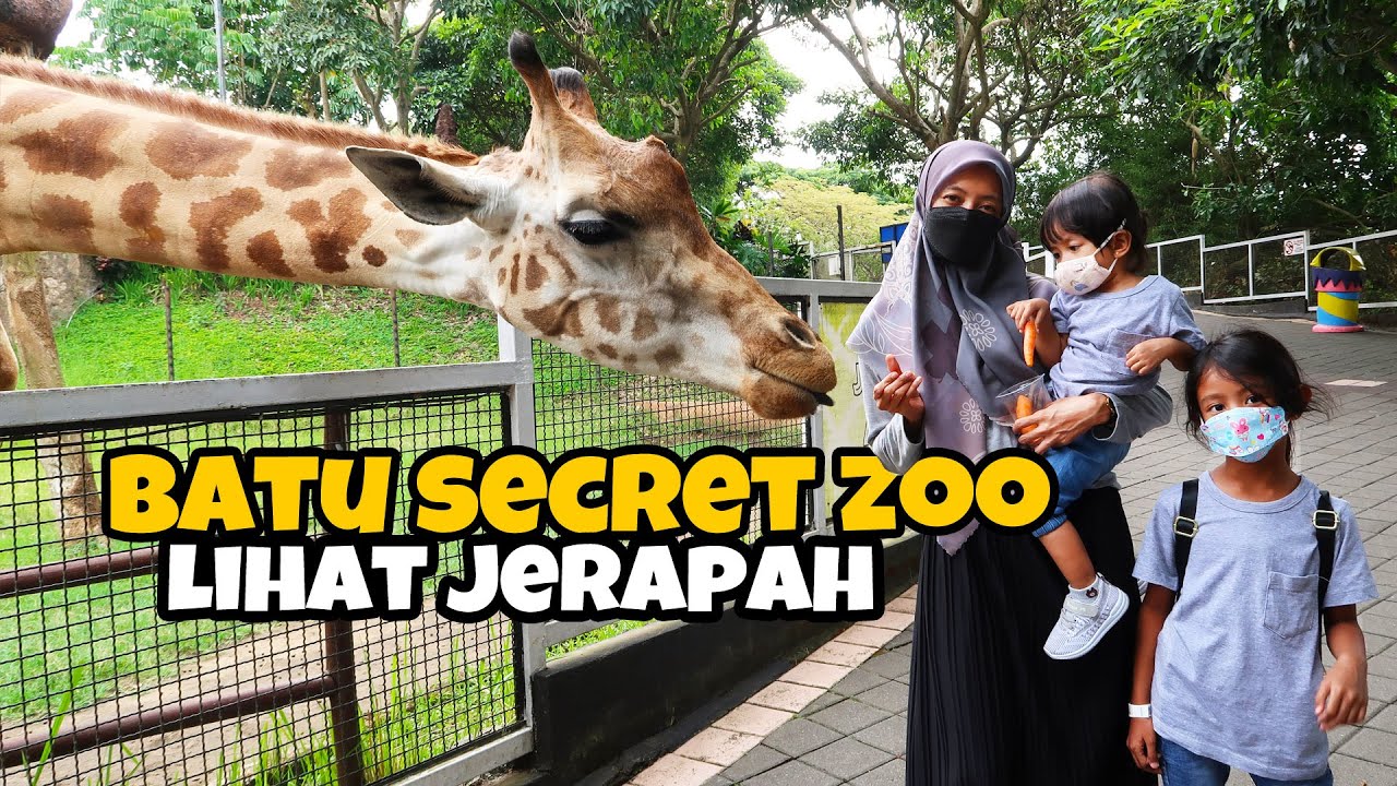 Batu Secret Zoo Jatim Park 2 - Lihat Jerapah