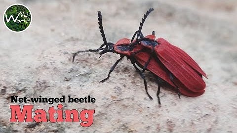 Net-winged beetles mating season | Beetles Mating Season | Beetles Macro Video - Wild World TV