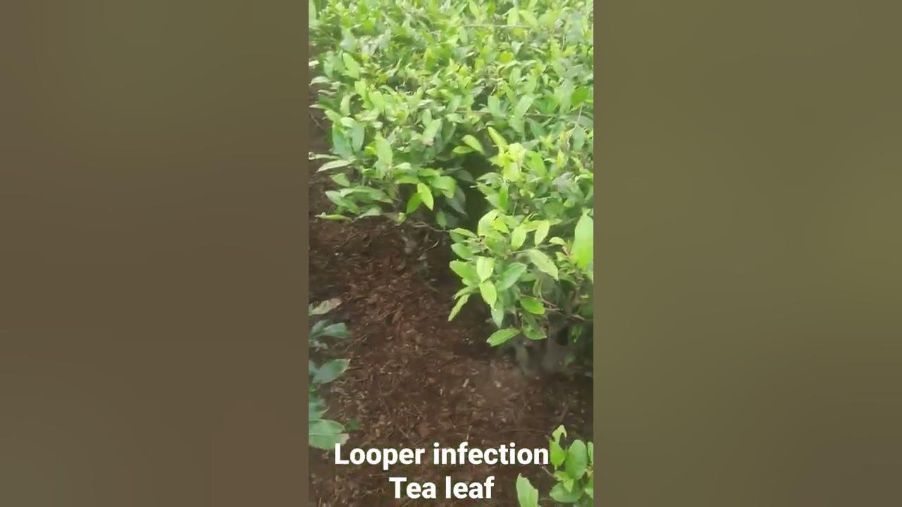 Looper Attack Tea Leaf, What is Looper,Tea Pest , Looper pest,How to