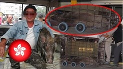 Man arrested for walking pet pig in Hong Kong