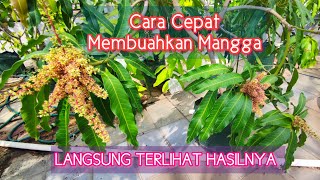 CARA CEPAT MEMBUAHKAN TABULAMPOT MANGGA | Kiosawey Cross
