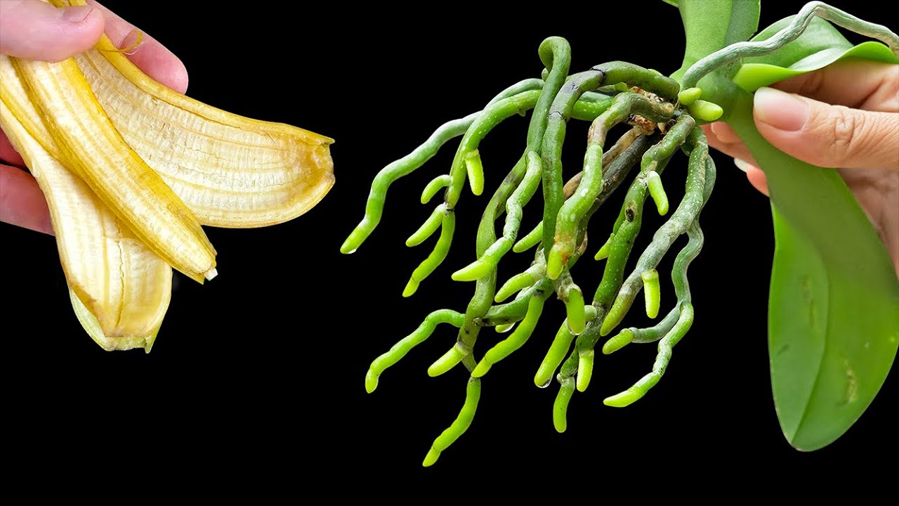 Use banana peels immediately. Rootless orchids grow new roots and bloom all year long