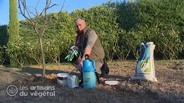 Quelle période pour traiter les arbres fruitiers ?