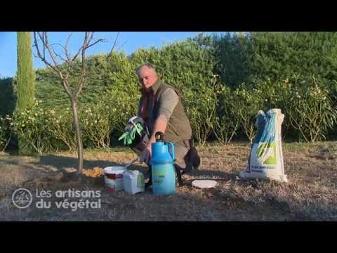 Vidéo: Contrôle de la tache de la feuille de pécan : que faire pour un arbre de noix de pécan avec la tache de la feuille