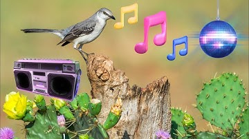 Meet the Mockingbird: Masters of Melody and Mimicry | Nature Connection