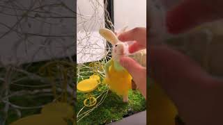 This DIY Lantern Terrarium should be your next spring project! 🐰✨