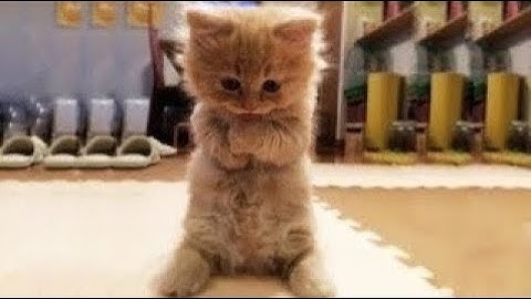 Try Not To Laugh or Grin While Watching Funny Animals Compilation #1