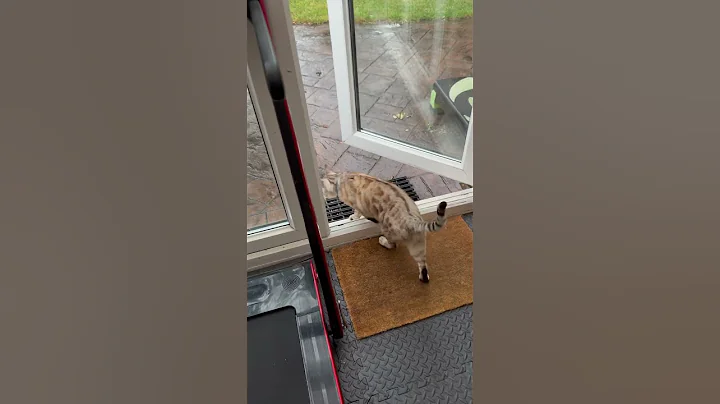 Video 9958341: bengal catlover, bengal kitty, meow