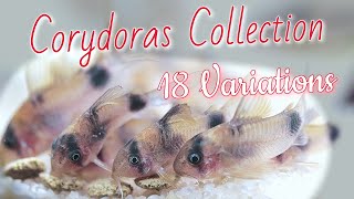 CORYDORAS FISHROOM TOUR (18 different Species of CORY CATFISH)