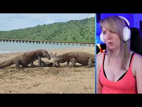 12 Hunting Moments Of Komodo Dragons Caught On Camera Part 1 | Pets House
