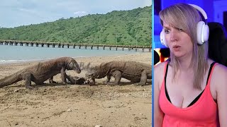 12 Hunting Moments Of Komodo Dragons Caught On Camera Part 1 Pets House