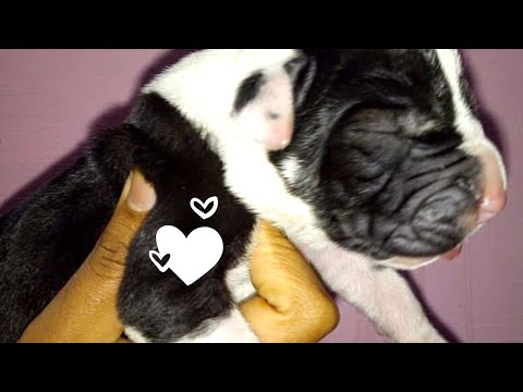 😻Adorable ChubbY Great dane Puppies!!!🐾🐶 #greatdane #dog #youtubevideo Part -1❤