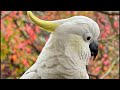 Birds go WILD in Australia!