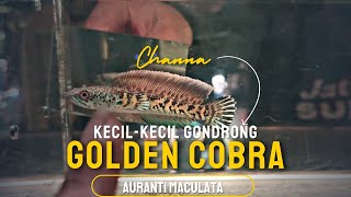LAPAK BANG FADHIL SPESIALIS CHANNA DIPASAR IKAN HIAS JATINEGARA