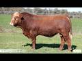 Lot 39 Lucrana Vaughan V63 (PP)