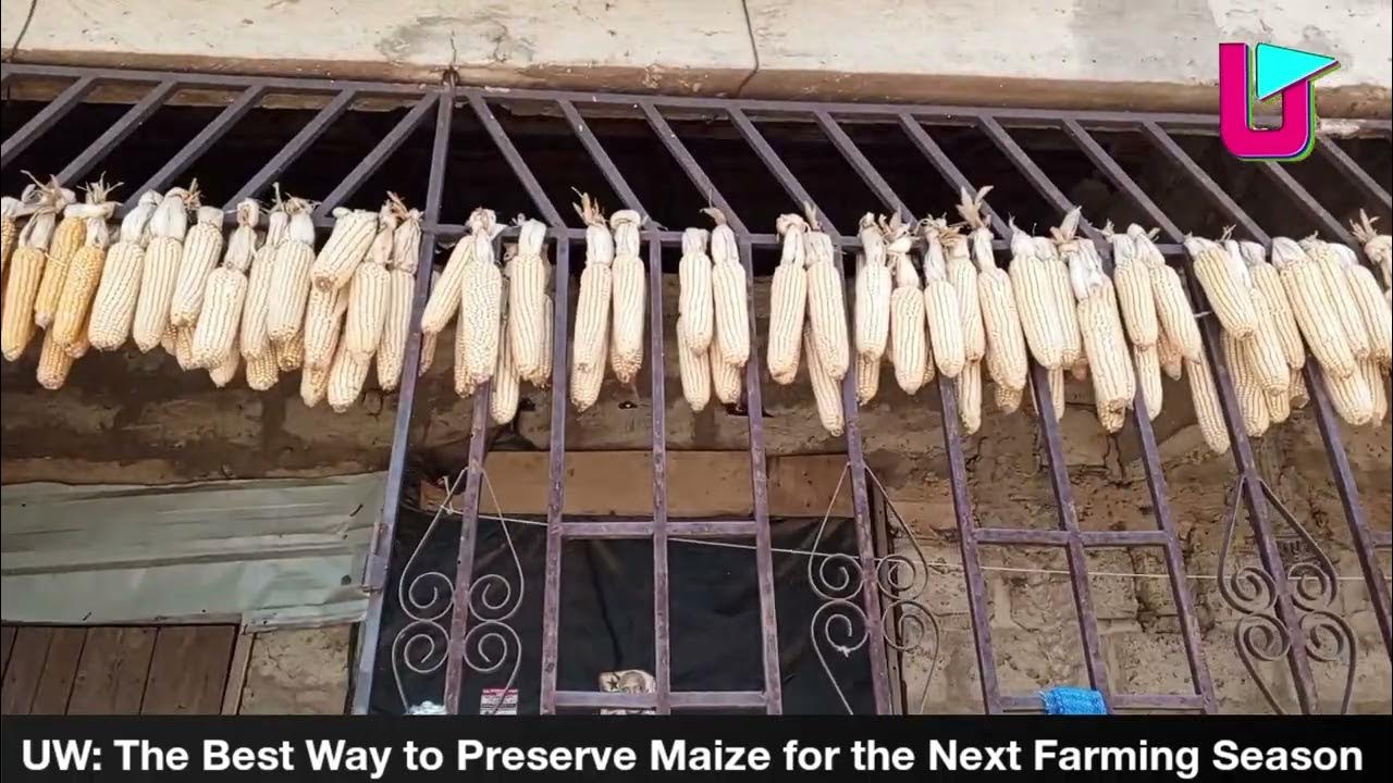 Safest Way to Preserve Maize for the Next Farming Season YouTube