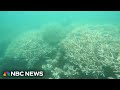 Coral Bleaching and Climate Change: The Impact on Marine Ecosystems