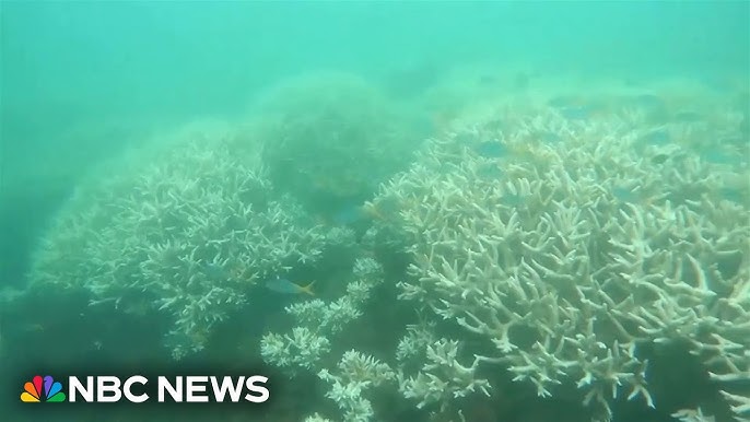 Coral Scientists Explain How Coral Bleaching Happens