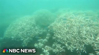 Coral scientists explain how coral bleaching happens