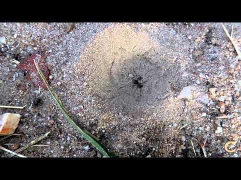 Antlion ravages his prey