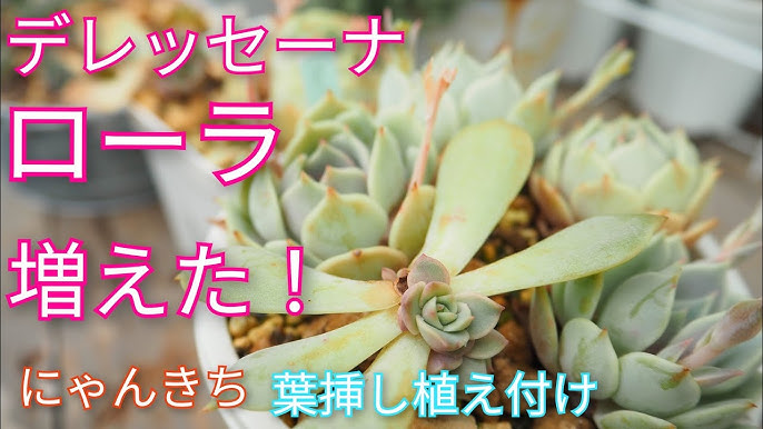 多肉植物 グラプト系花芽の葉挿しの管理方法 Youtube
