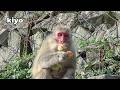 【地獄谷野猿公苑】☆ トックリ00　全記録集　2017年 ☆　～ニホンザル～ / snowmonkey
